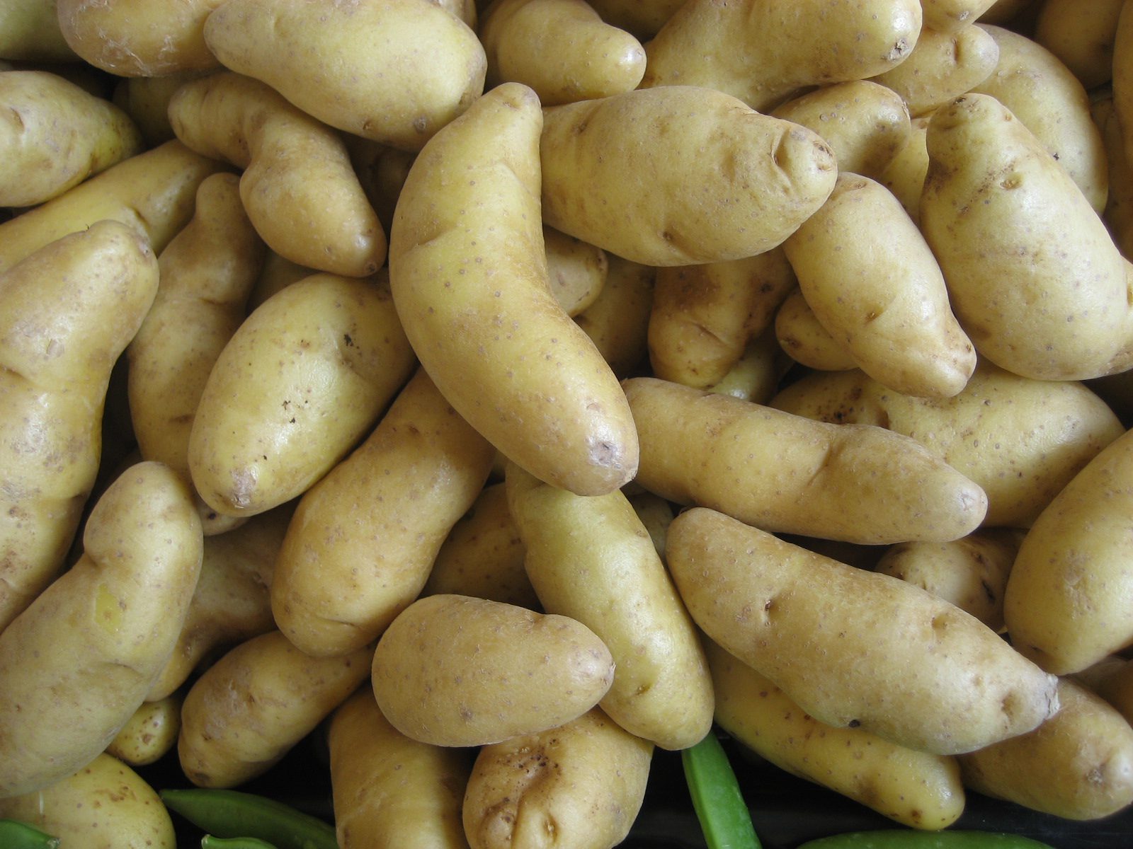 ratte potato