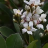 rhaphiolepis oriental pearl