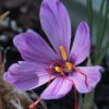 saffron flower