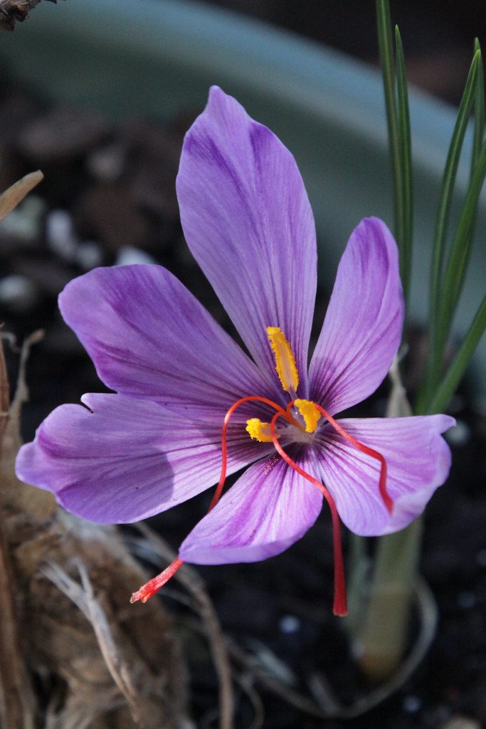 Saffron Flower - Information and Facts - auscrops.com.au