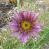 salsify