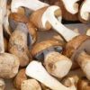 shiitakes