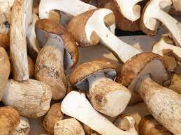 shiitakes