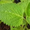 shiso green
