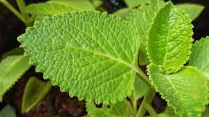 shiso green