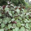 shiso leaves