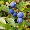 sloe berries