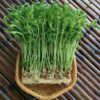 snow pea sprout
