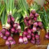 spring onion vs shallots