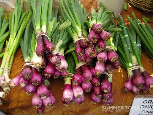 spring onion vs shallots