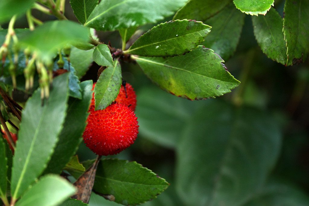 strawberry tree