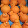 sumo citrus