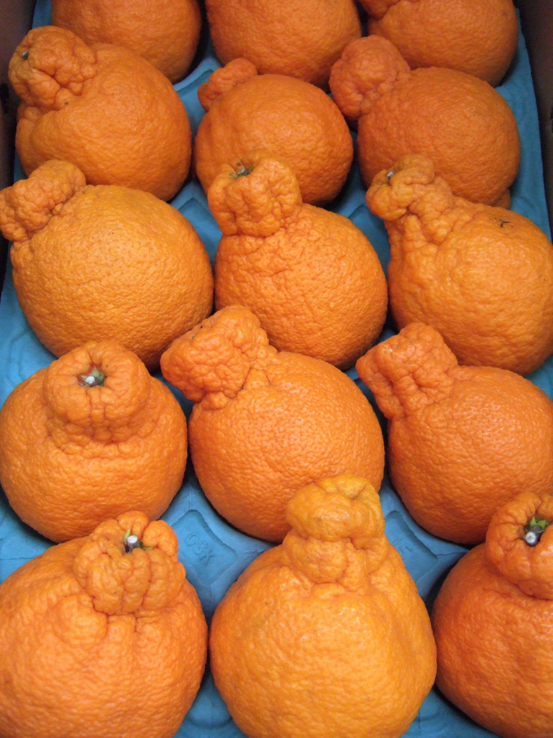 sumo citrus