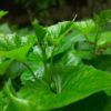 sweet potato leaves