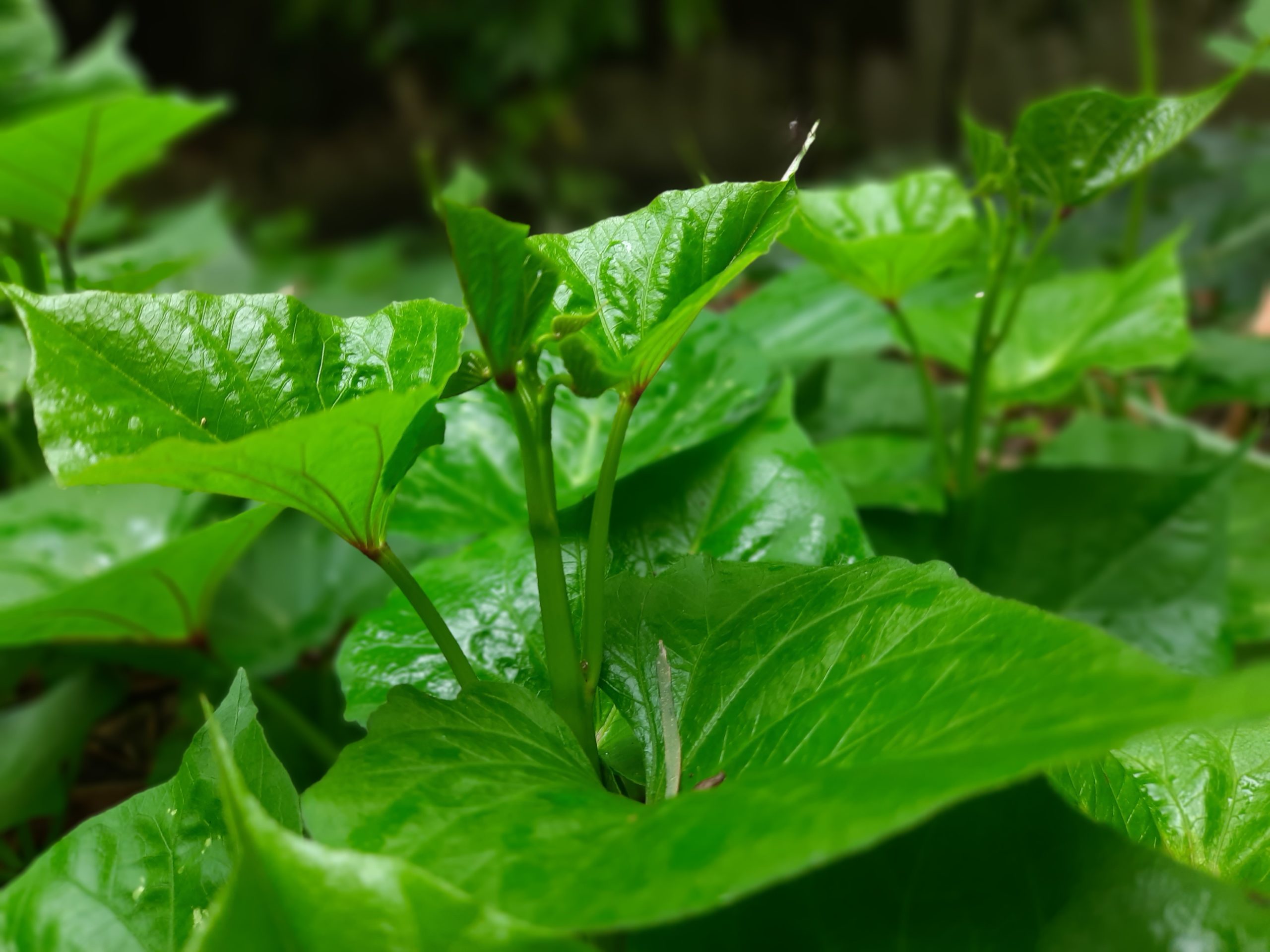 sweet potato leaves