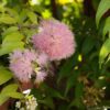 syzygium cascade