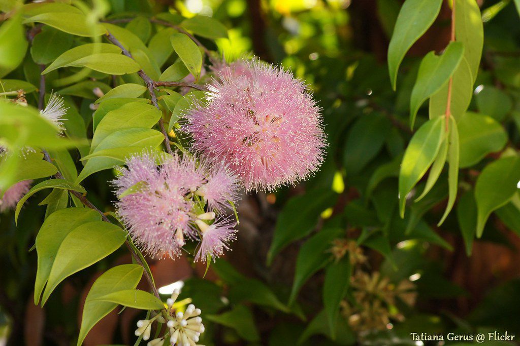 syzygium cascade