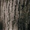 trees with black wood