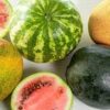 type of melon
