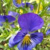viola flower
