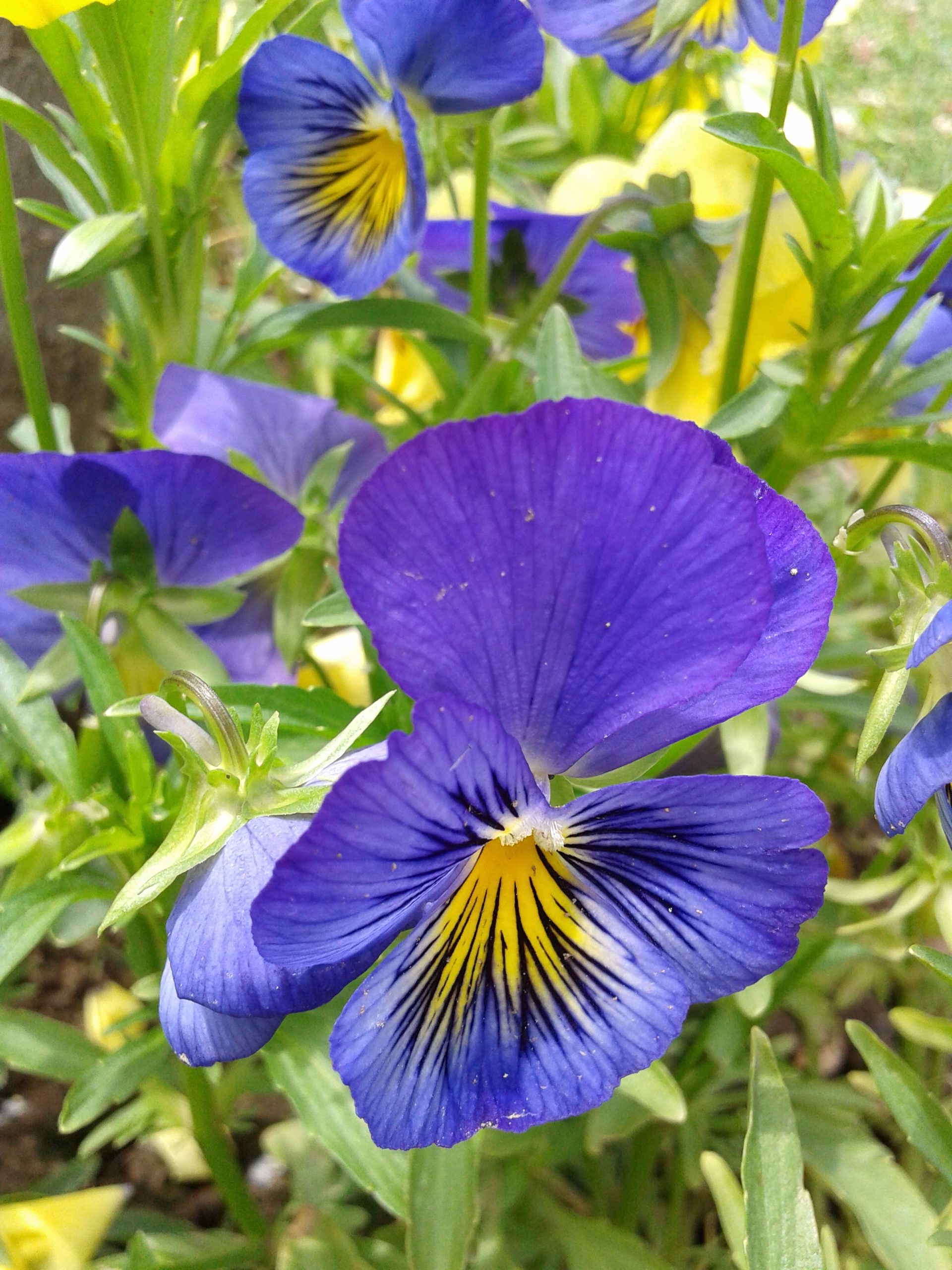 Viola Flower An Introduction
