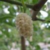 white mulberries