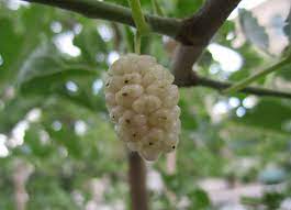 white mulberries