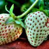 white strawberry