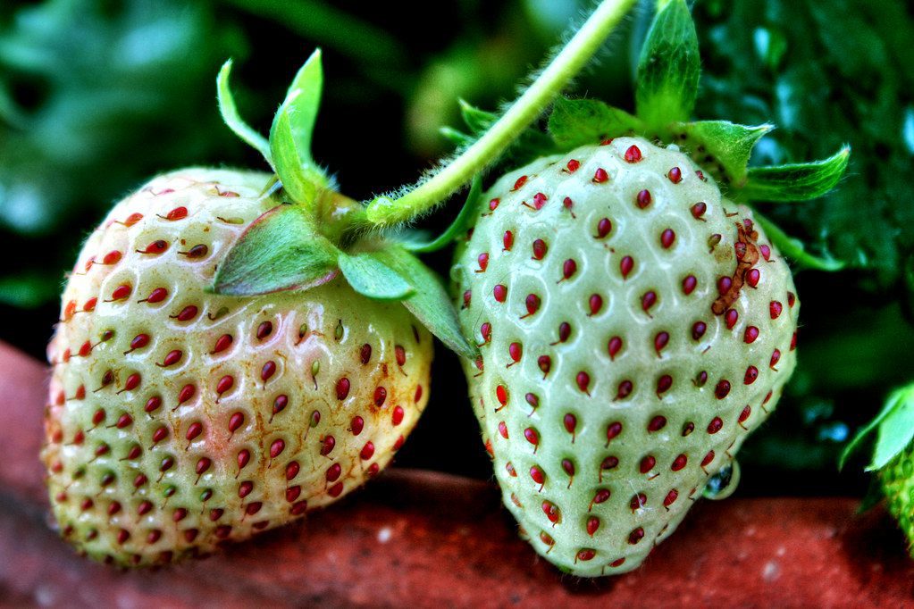 white strawberry