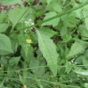 wild lettuce