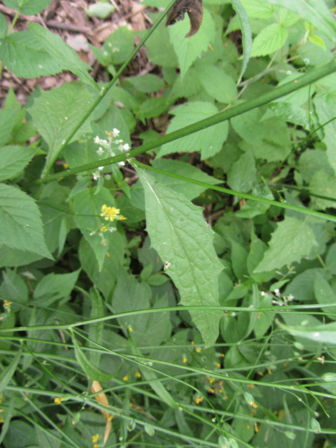 wild lettuce