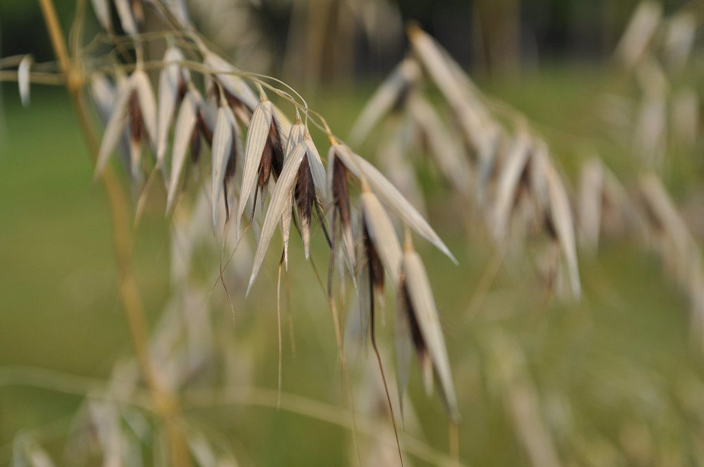 wild oat
