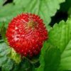 wild strawberry