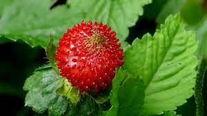 wild strawberry