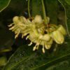 aspen lemon
