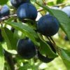 black thorn
