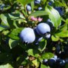 blueberries wild