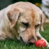 can dogs eat apples