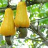 cashew apple