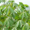 cassava plant