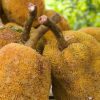cempedak