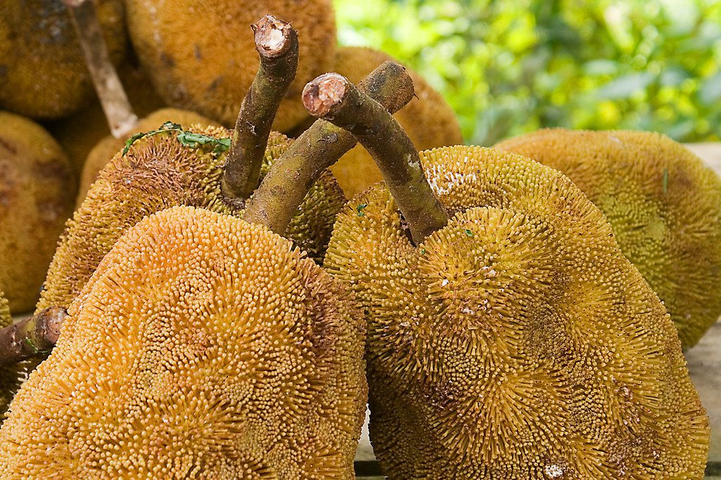 cempedak