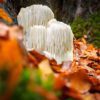 chaga mushroom benefits