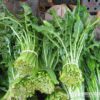 dandelion green