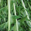 dandelion leaves