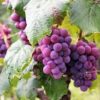 fairy floss grapes