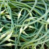 garlic shoots