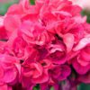geranium rose