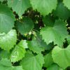 grape leaves