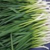green garlic